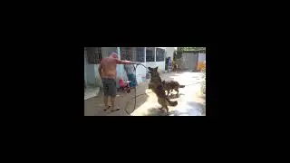 International Pet transport service:Pet Service BD Ltd.Domestic transport:Heart Lock Pet Service