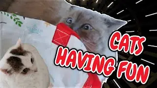 Кошки веселятся. Боуи Рэгдолл Кот и Белла Котенок.