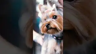 Yorkshire Terrier 