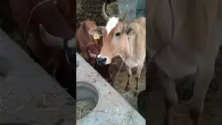 Mooo - Suara Sapi #cow #shorts #viral