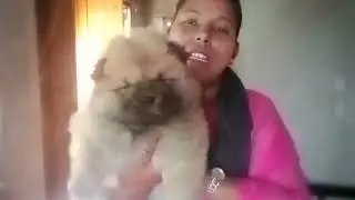 Prince dog  farm🦮 #everyone #reels #chowchow #dogbreed #dog 