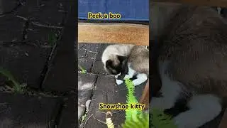 Peek 👀 cat 🐈 SnowShoe Cat