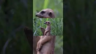 speed cat serval and king cobra nature wild
