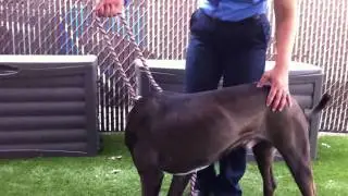 Maverick A4234393     At the Carson shelter