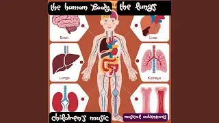 The Human Body | The Lungs | Children's Music
