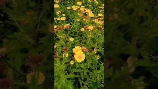 Common Fleabane