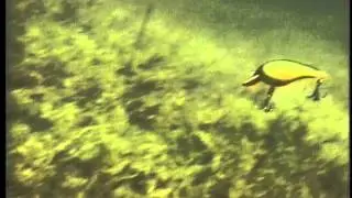 Secret Strategies: Suspending Crankbaits