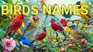 Birds Names ।पक्षियों के नाम । Birds Names with pictures। 25 Names Of Birds।#krkidslearning