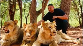 LION WALK Victoria falls Livingston Zambia side MADMANTIS 🦁