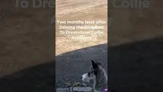 Car Chasing to Calm Border Collie