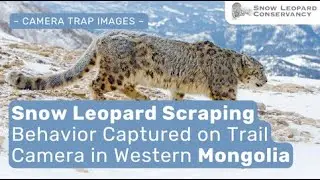Snow Leopard Scraping Behavior Captured on Trail Camera | Western Mongolia