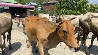 Asian buffalo and cow farm ​⁠@TepSen-jc5xx