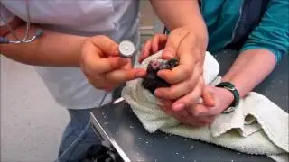 Dental Care (Guinea Pig)
