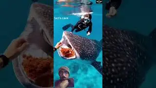 #facts #finwhale #shark #animals #knowledge #ocean #colossalsquid #shots #giantsquid #whaleshark