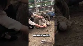 Why Farmers Hold Ostrich Eggs By Hand 😨