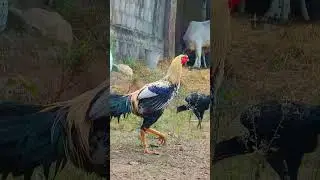 #shorts #sankranthi #birds #movie #mancherial #bollywood #entertainment #tollywood #mirchi #prabhas