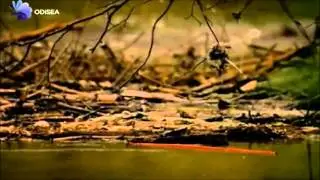 Diferencia entre azar y caos (The code en espa&ntilde;ol - Marcus du Sautoy)