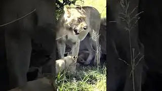 3 Lion Cubs From Satara Lion Pride (Casper the White Lion)