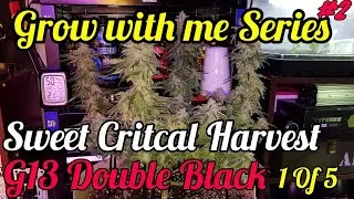 HARVESTING 1 OF 5 SWEET CRITICAL SWISS MASS & G13 DOUBLE BLACK