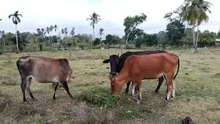 Sapi jinak jinak lagi makan***