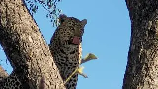 Elephant Plains Game Lodge Sabi Sands (18 June 2023)