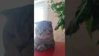The most beautiful cat in the worldсамый/ красивый кот на свете😍