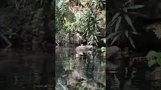 RECORRIDO RIO CANO FRIO RINCON LAS GALERAS SAMANA