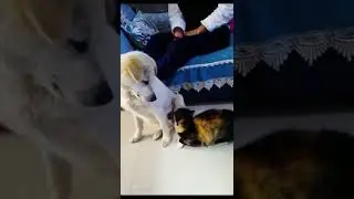 Cat mom defends kitten from dog and then apologizes to him 🥰️🥰️