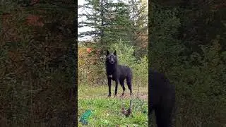 Stunning black wolf in northern Minnesota