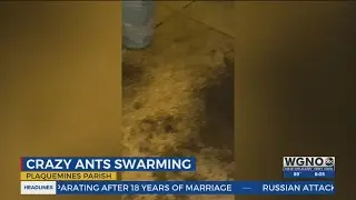 Invasion of the 