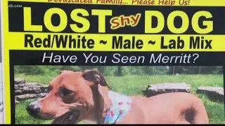 Tracking down a lost pet