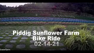 Sunflower Farm in Piddig Ilocos Norte.