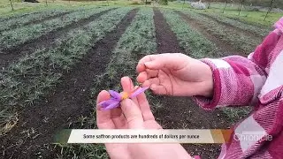 Tuesday, November 12th: A Saffron Sensation