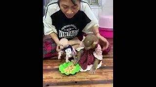 All smart baby monkey hungry they to helps mom cooking food than mom sharing to baby eat delicious