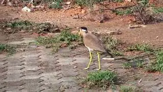 yellow wattled lapwing bird