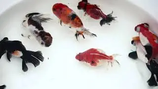 Imported Fancy Goldfish from Next Day Koi