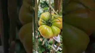 👍 if you like 🍅🍅 #gardendelight #gardenplants #pottedplants #urbangardening #gardeningau