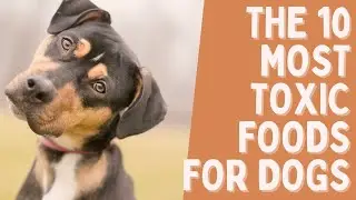 The 10 Most Toxic Foods for Dogs
