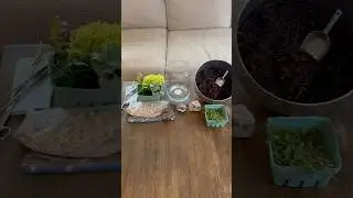 Where Do I Get Terrarium Supplies?