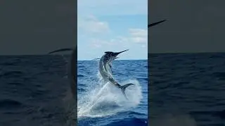 This marlin understood the assignment 📈 #greatbarrierreef #gbr #fishing #marlin #marlinfishing