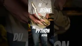 🐍Un python qui ne mange pas, c&rsquo;est pas forc&eacute;ment un mauvais signe ! #snake #serpents #lalimule