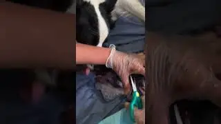 Border collie/. Dog giving birth