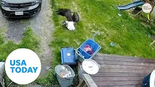 Yorkie pup gets snatched up by bald eagle | USA TODAY