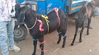 kgn goat world  is live last day mandi se live 6/6/2025 friday
