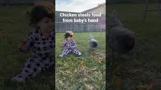 Chicken Steals Food From Baby