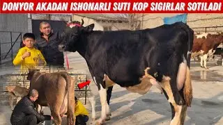 Sigir Olishda Adashmang Donyor Aka Fermasi Tayyor Ona Bola Sigirlar Sotiladi 