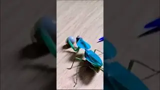 Ce qui arrive quand une mante religieuse rencontre une bille. #prayingmantis