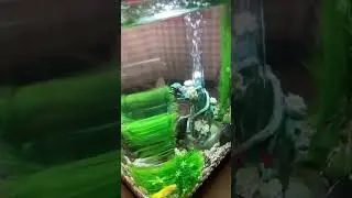 If you were thinking about getting the biorb flow 8 gallon&hellip; #aquarium #fishtank #biorb