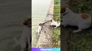 These Dogs Define TRUE Friendship! 🥺 That Stick Rescue is Absolutely Legendary! #dog #bestfriends