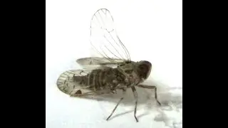 Planthopper